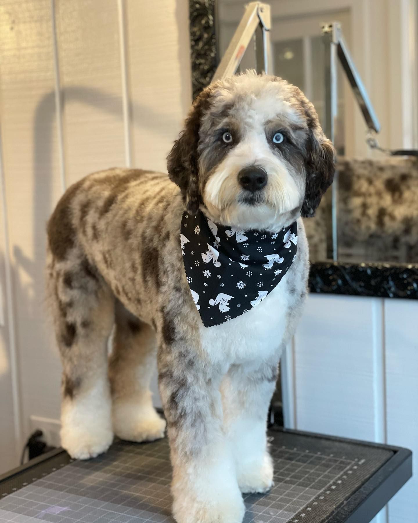 Fluffy gray-and-white dog with blue eyes wearing a black bandana, standing on a grooming table.