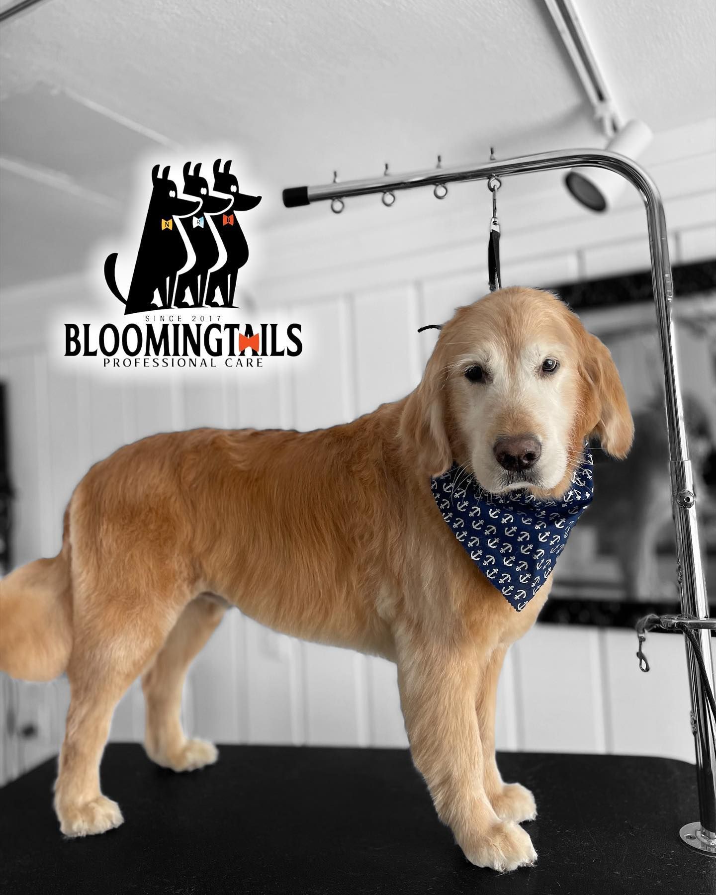Golden retriever in a blue bandana standing on a grooming table in a pet salon