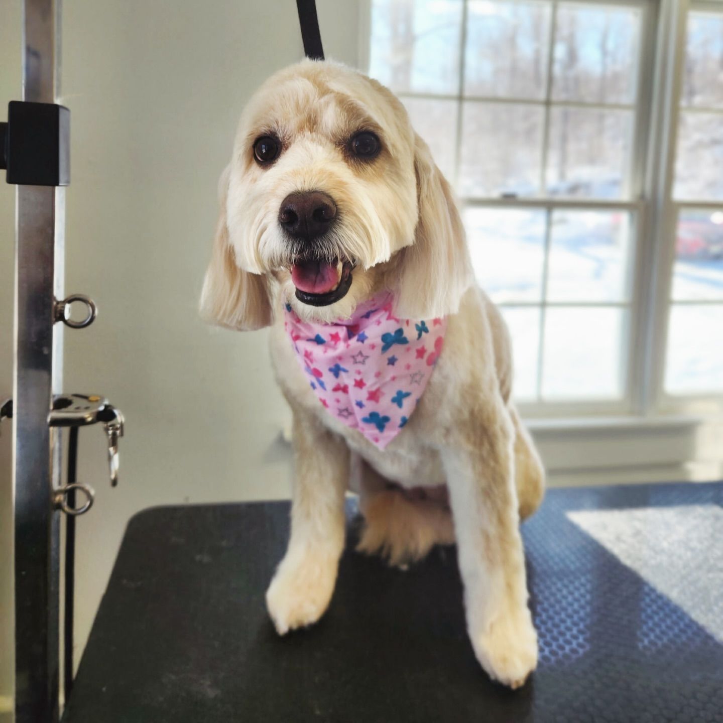 Small tan dog wearing a pink bandana, sitting indoors by a window on a grooming table.