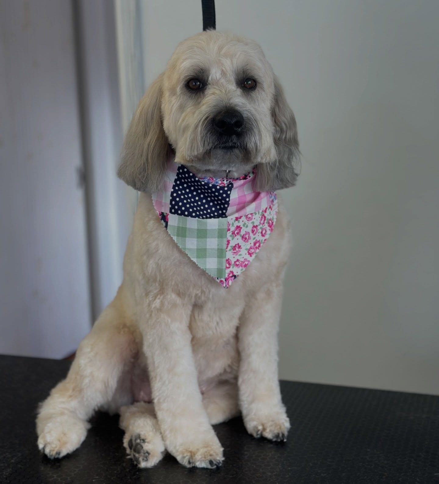 Small cream-colored dog sitting on a table, wearing a pink and navy patterned bandana.