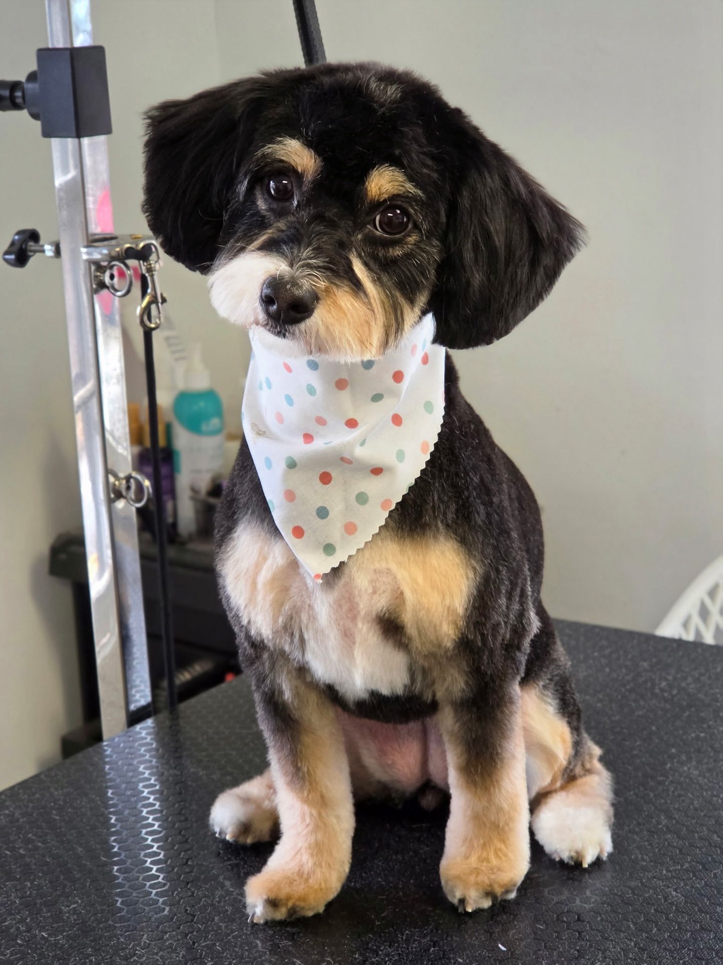 Small black-and-tan dog sitting on a grooming table, wearing a white polka-dot bandana.