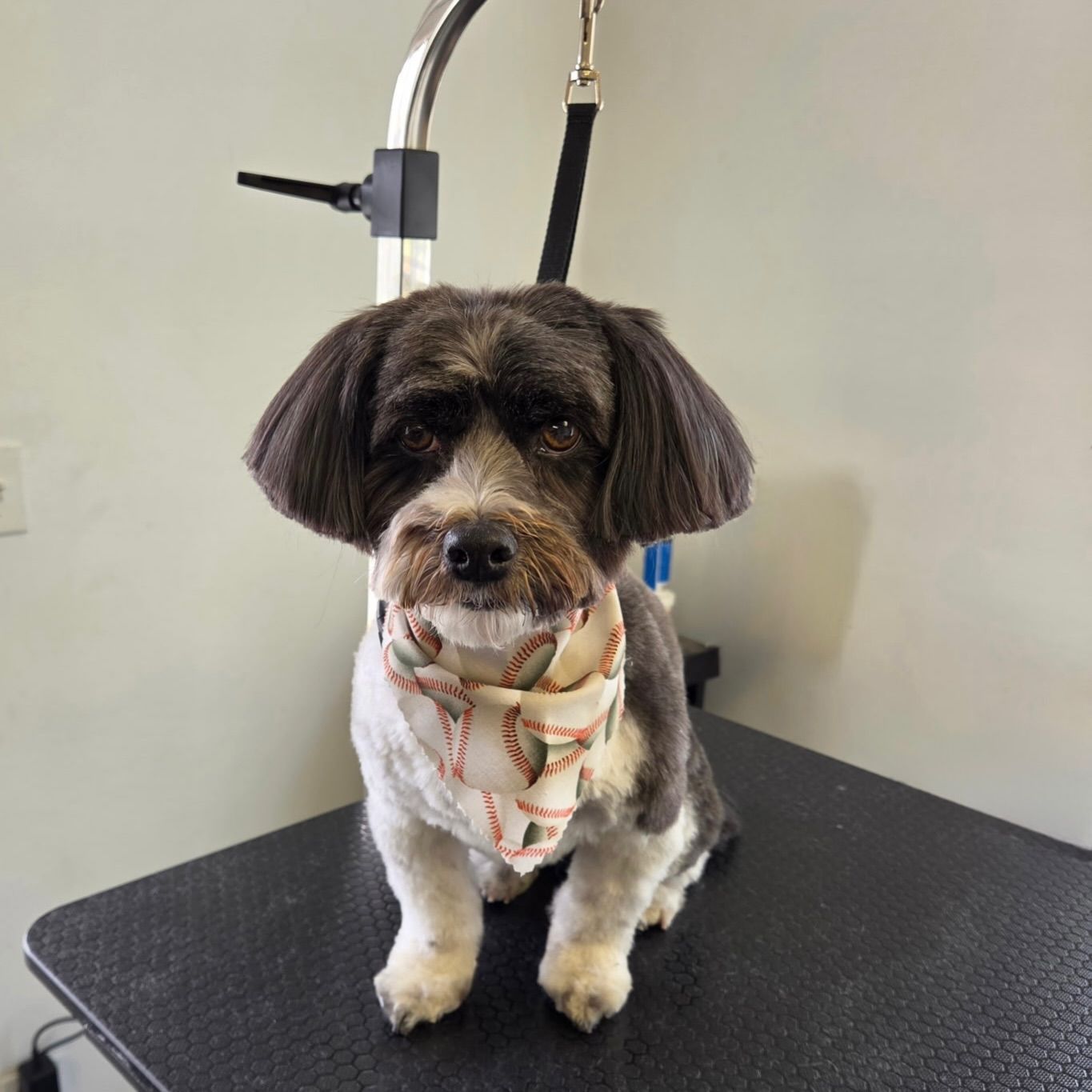 Small black-and-white dog with a bandana sitting on a grooming table, facing forward.