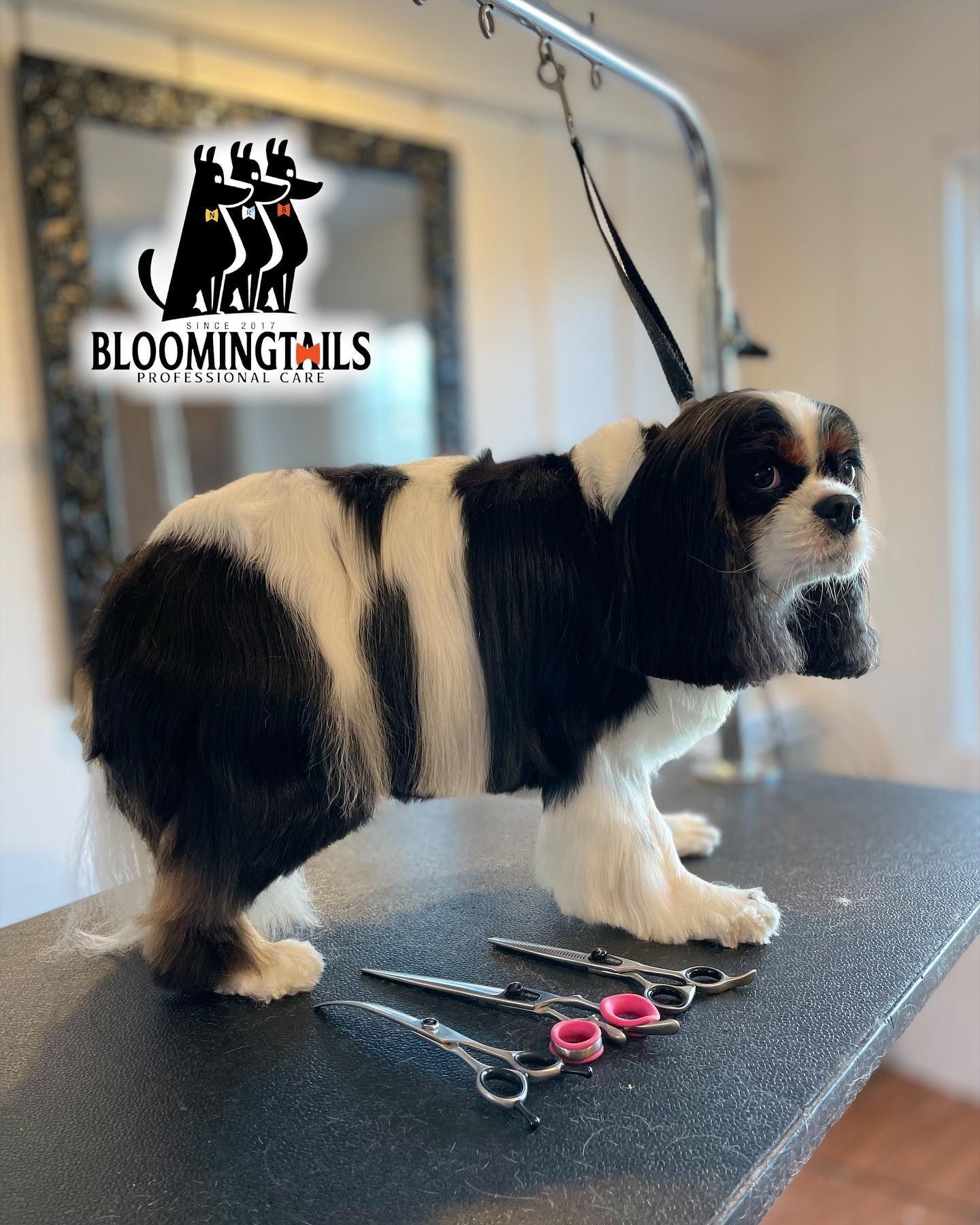 Black-and-white dog on grooming table with scissors and a Bloomingtails logo