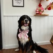 A Bernese Mountain dog sits in front of a white wall, wearing a pink heart-patterned bow around its neck.