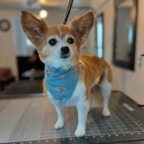 A small, tan and white Chihuahua with large, alert ears wears a blue patterned bandana while standing on a grooming table.