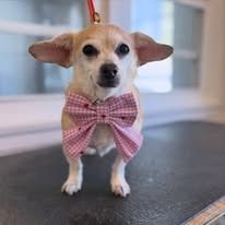 A tan and white chihuahua mix with large, perked ears, wearing a pink and white checkered bow tie, stands on a table.