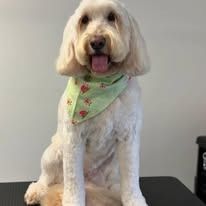 A cream-colored dog sitting, wearing a light green bandana with red patterns and looking at the camera with tongue out.
