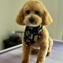 A golden-brown Poodle mix wearing a black bandana patterned with colorful school supplies, looking at the camera.