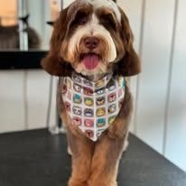A brown and white doodle dog with a happy expression wears a colorful patterned bandana while standing on a grooming table.