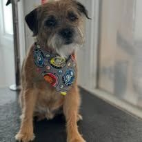 A small, wiry-haired terrier dog with tan and brown fur wearing a gray bandana with a colorful pattern, sitting indoors.