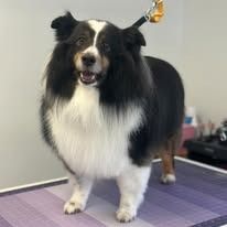 A fluffy black and white Shetland Sheepdog stands on a purple grooming table, looking toward the camera.