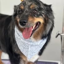 A tri-color Australian Shepherd dog wearing a light blue bandana with a small pattern, looking happy with its tongue out.