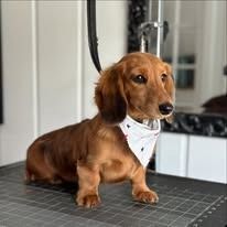 A long-haired, light brown dachshund wearing a white bandana stands on a black grooming table against a white wall.