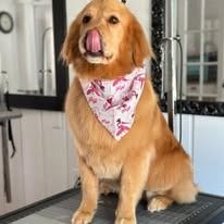 A golden retriever sits on a grooming table, wearing a white bandana with a pink patterned design and sticking its tongue out.