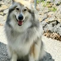 A happy, fluffy husky-like dog with gray and white fur sitting outside on a gravel path with its mouth open.