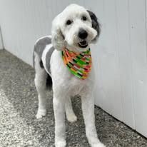 A white and gray doodle dog wearing a colorful, patterned bandana, standing outside against a white wall.