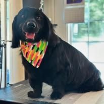 A smiling black dog with long ears stands on a grooming table, wearing a vibrant, multi-colored striped bandana.