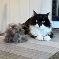 A black and white cat sits next to a large, round ball of shed gray fur on a light-colored checkered surface.