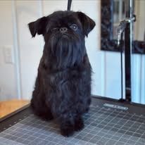 A small, black Brussels Griffon dog with a scruffy beard sits on a grooming table, looking toward the camera.