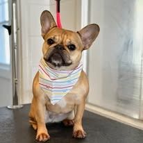 A tan French Bulldog sits on a grooming table wearing a pastel striped bandana with a small leash attached.