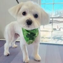 A small, white, fluffy dog stands on a surface, wearing a green bandana decorated with shamrocks.