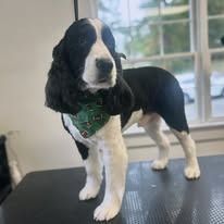 A black and white English Springer Spaniel stands on a grooming table wearing a green patterned bandana.