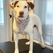 A white dog with brown ears and patches wears a gray bandana with small red triangular patterns while standing on a table.