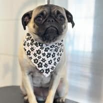 A fawn-colored pug with a sad expression, wearing a white bandana with a black floral pattern, sits against a white wall.