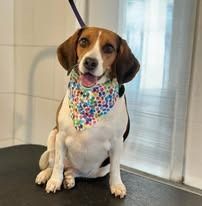 A beagle with a colorful, patterned bandana sits on a grooming table in front of a window.