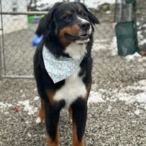 A Bernese Mountain Dog with a patterned bandana stands on a gravel surface outdoors with patches of snow.