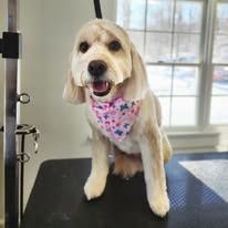 A groomed, light-colored dog with floppy ears sits on a table, wearing a pink patterned bandana around its neck.