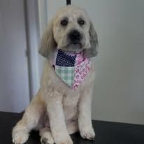 A cream-colored dog with curly fur sitting and wearing a patchwork patterned bandana against a white wall.
