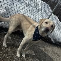 A yellow Labrador retriever with a dark blue bandana around its neck standing on gravel near a chain-link fence.