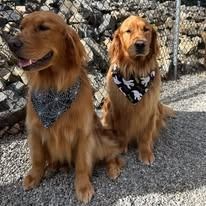 Two golden retrievers sit on a gravel path in front of a chain-link fence, both wearing patterned Halloween bandanas.