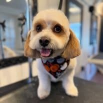 A light-colored dog with brown ears and a pumpkin-patterned bandana smiling in a grooming salon.