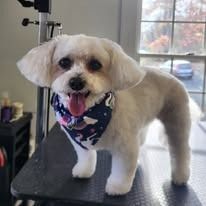 A small, white, freshly groomed dog stands on a table, wearing a blue patterned bandana and smiling with its tongue out.