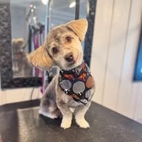 A small, light-brown, scruffy dog with floppy ears sits on a dark grooming table wearing a patterned bandana.