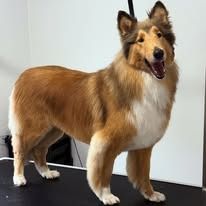A medium-sized, long-haired sable and white collie-type dog standing on a black grooming table against a white wall.