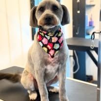 A short-haired grey dog wearing a colorful, geometric-patterned bandana sits on a grooming table.