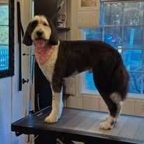 A black and white dog with a pink bandana stands on a grooming table in front of a window.