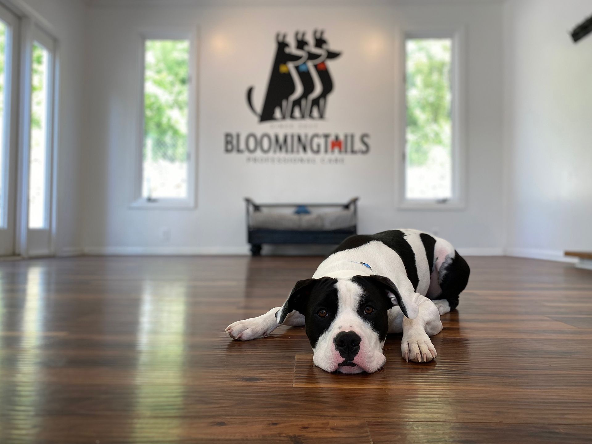 Black-and-white puppy lying on a hardwood floor in a bright room with a Blooming Tails logo on the wall