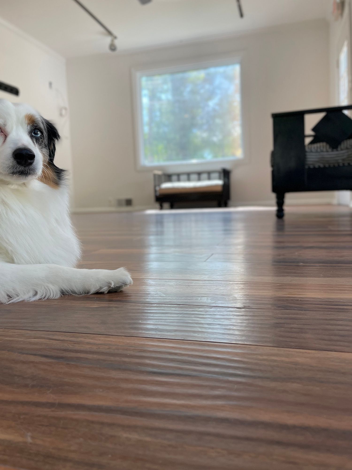 Small white-and-black dog lying on a wooden floor in a bright living room