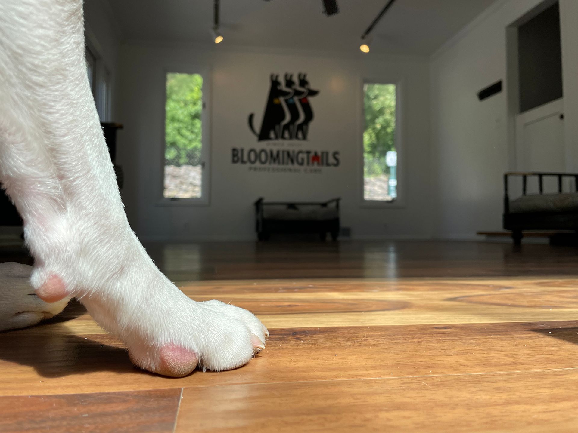 White dog paw on wooden floor in a bright room with a “Bloomingtails” sign in the background