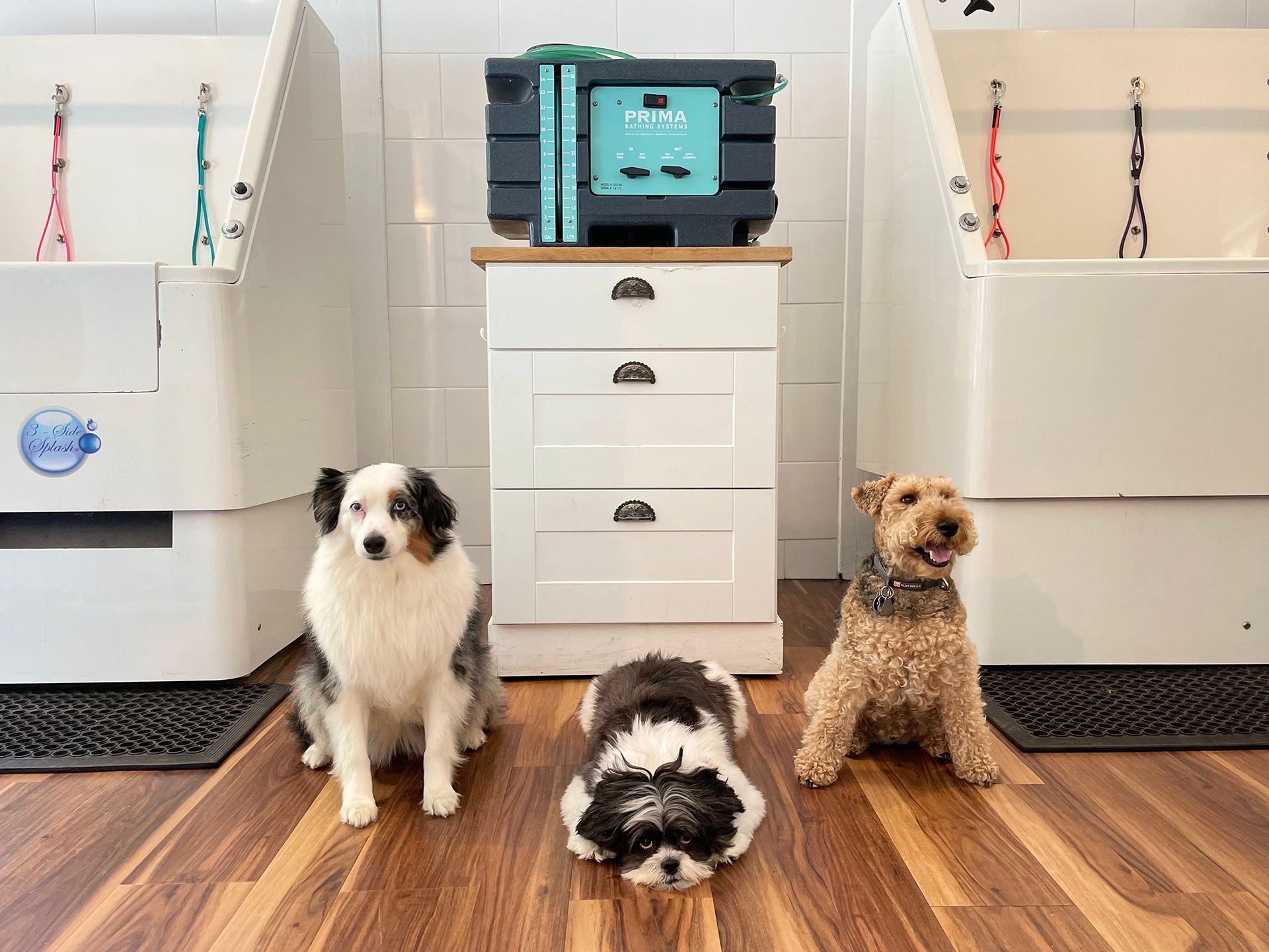 Three small dogs sitting on a wood floor in a grooming salon with wash tubs and a cabinet behind them.