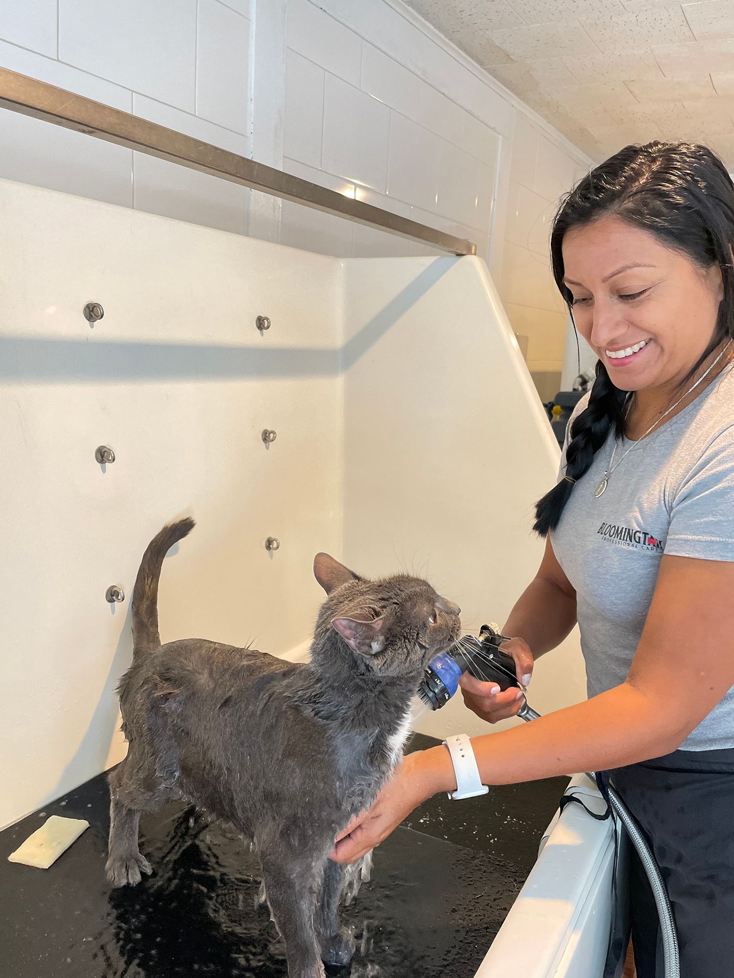 Woman bathing a gray cat at a pet grooming sink