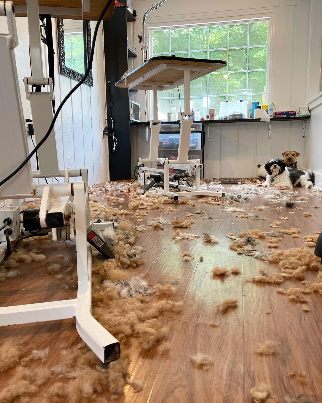 Shaggy dog and cat in a room torn up with stuffing scattered across the floor and furniture legs damaged.