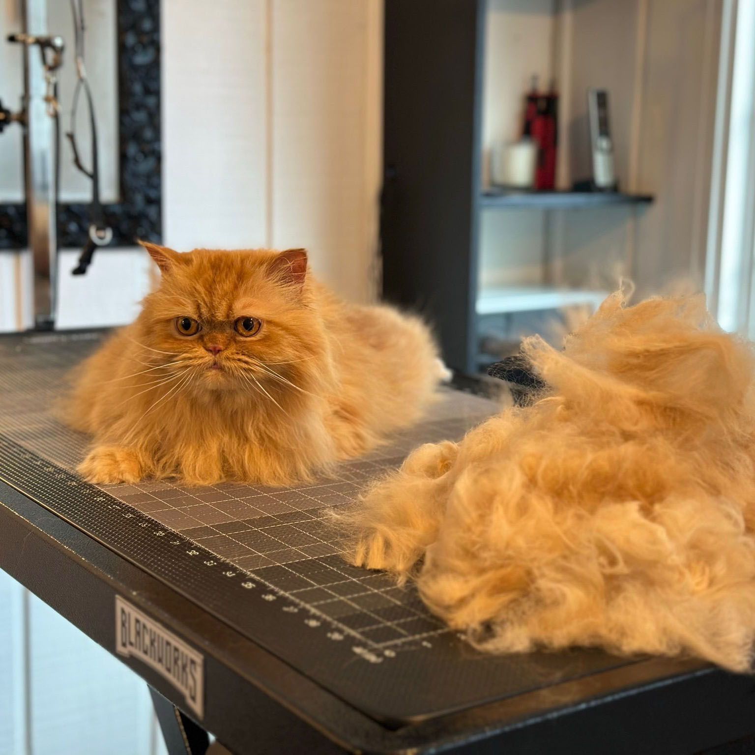 Fluffy orange cat on a grooming table beside a pile of shed fur