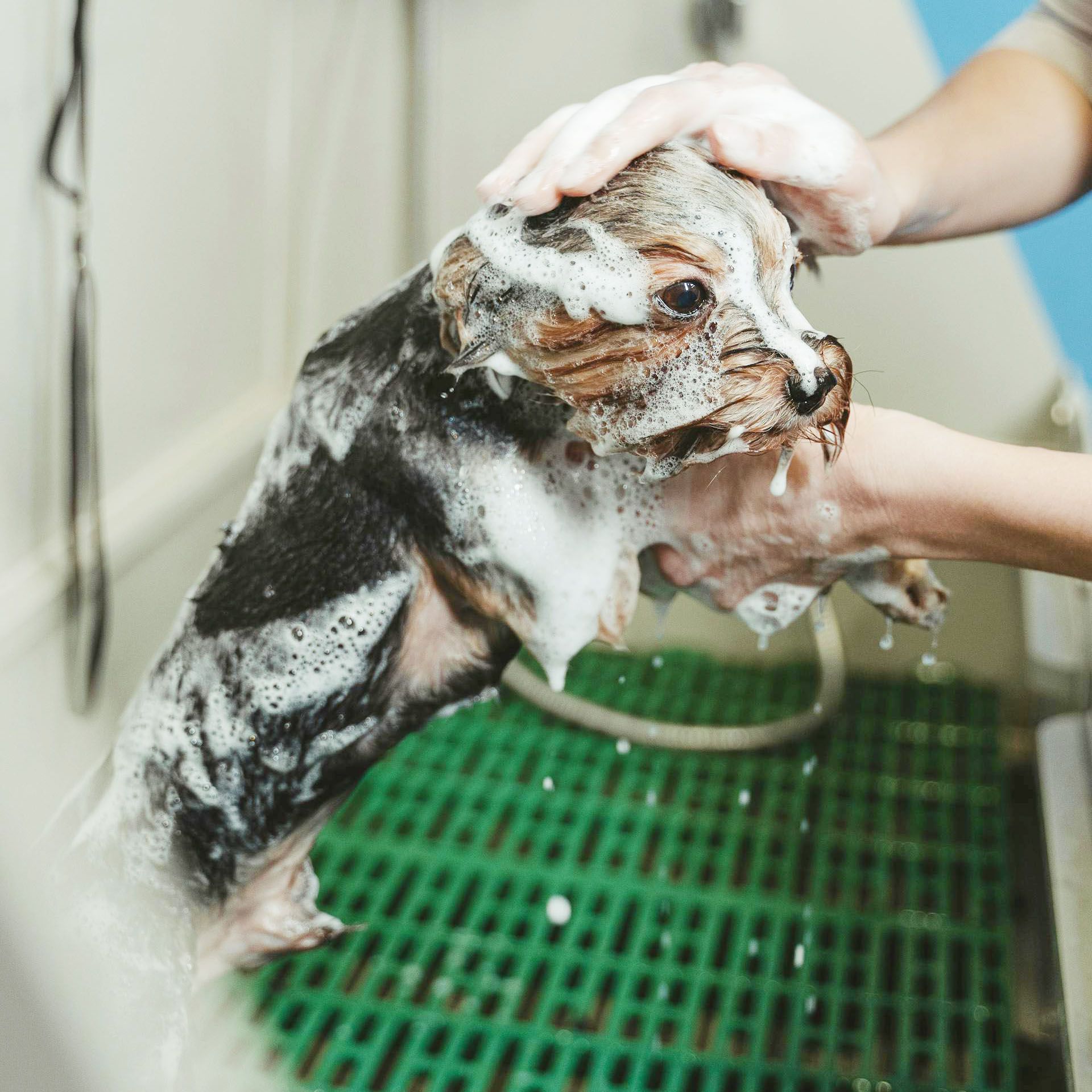 Dog being washed with shampoo in a grooming tub, with hands lathering its head and body