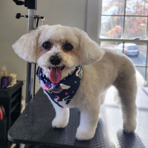 Bloomingtails Pet Grooming