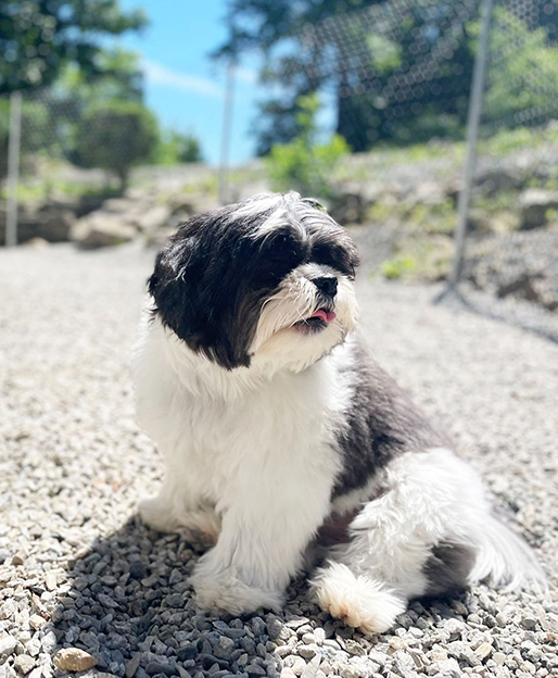 Small black-and-white fluffy dog sitting on a gravel path in sunlight, looking to the side.